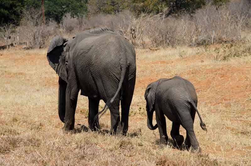 Elefante - parque nacional de Chobe - Botswana 14.jpg
